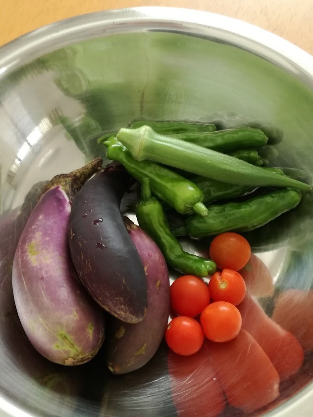 家庭菜園ナス、ミニトマト、オクラ