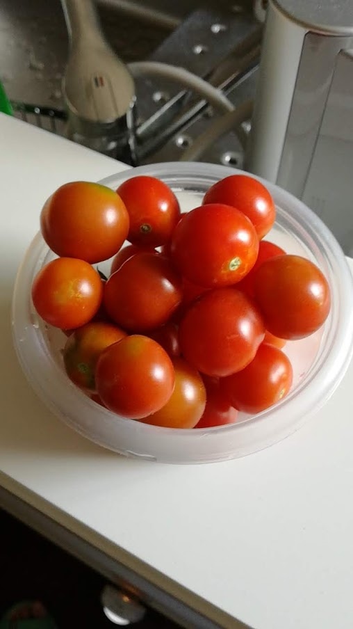 家庭菜園ミニトマト
