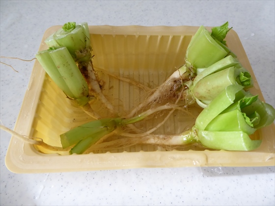 小松菜の根を豆腐パックに浸している