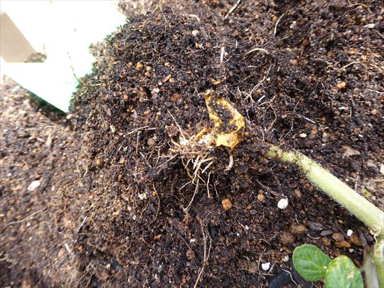 皮がついたままの、実から発芽したトマトの根っこ部分