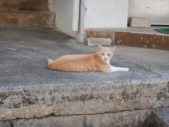 仲泊・大田の街中の様子、野良猫