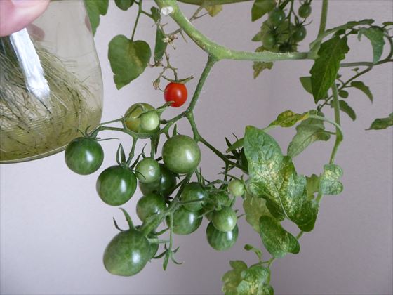 水耕栽培になっているトマト