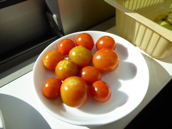 窓辺に置いているミニトマト