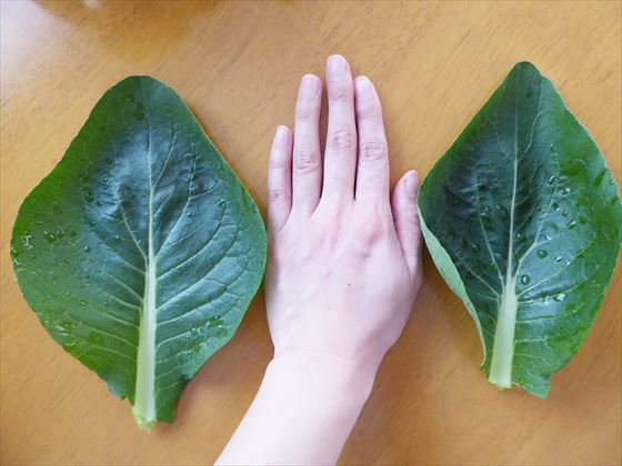 手の同じサイズに育った小松菜の葉