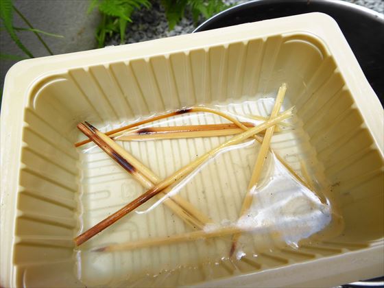 豆腐パックに水を入れ、そこに折った竹串を入れている様子