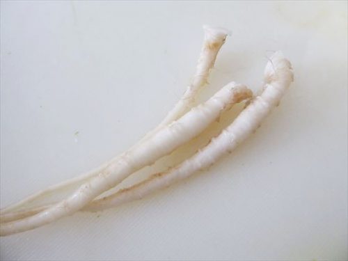 根の尻尾部分