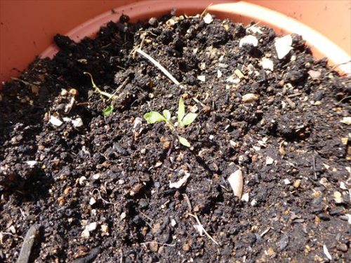 鉢に植えたミニトマトの芽