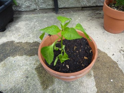小さな鉢に植えたピーマンの苗