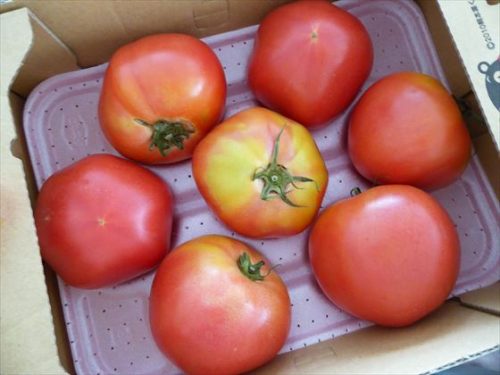 箱に入った7個のトマト